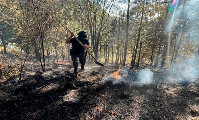 SSP, delitos ambientales, Policía Forestal, detenido, tala ilegal, hornos