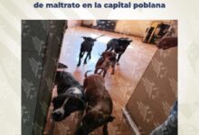 FGE, rescate, perros, operativo, Villa Verde II, maltrato animal