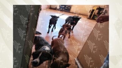 FGE, rescate, perros, operativo, Villa Verde II, maltrato animal