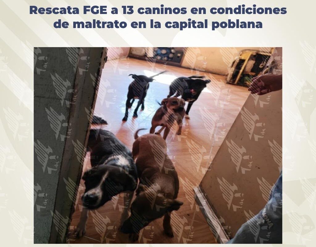 FGE, rescate, perros, operativo, Villa Verde II, maltrato animal