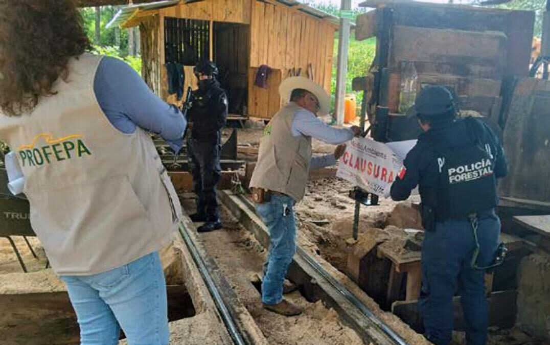 hornos clandestinos, madera, Tetela de Ocampo, Zacatlán, San Miguel Espejo, SSP, Policía Forestal, Semarnat, Profepa
