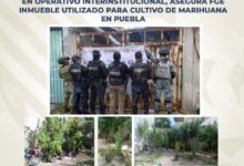 plantío, marihuana, colonia El Salvador, cateo, FGE
