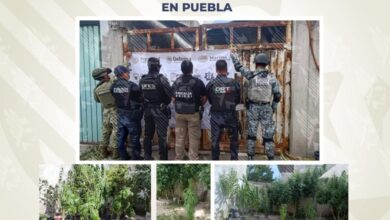 plantío, marihuana, colonia El Salvador, cateo, FGE