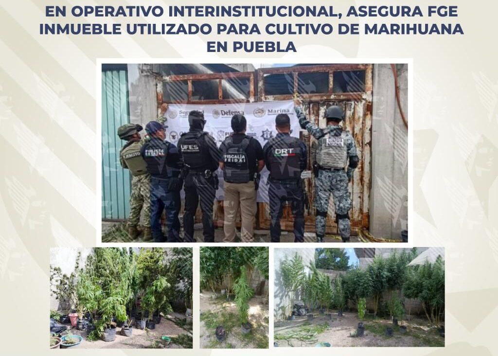 plantío, marihuana, colonia El Salvador, cateo, FGE